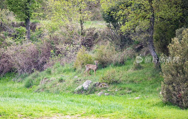 在加泰罗尼亚中部农田之间的田野道路上的狍子(Capreolus Capreolus)。Bergueda。